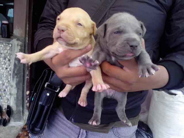 pupies pitbull bluenose