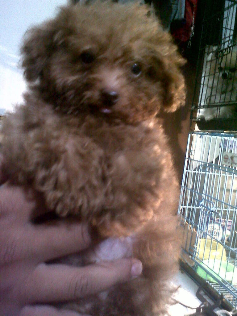 redtoypoodle longhair body ceper anak import kualitas ajibbb