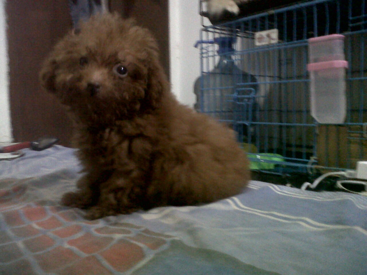 redtoypoodle longhair body ceper anak import kualitas ajibbb