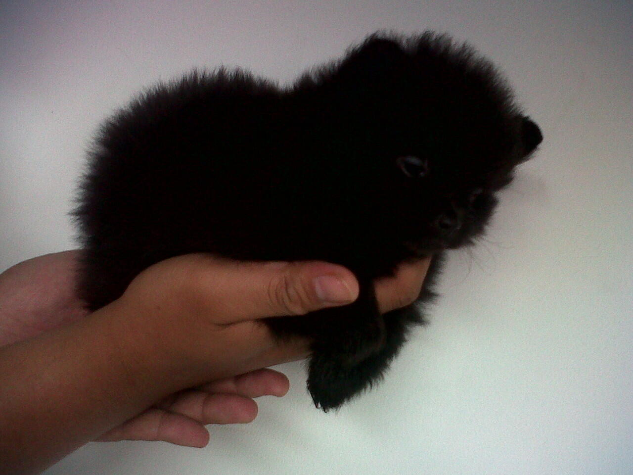 minipom jantan allblack "langka" pesek,body short/ceper,bulu kapas glamour
