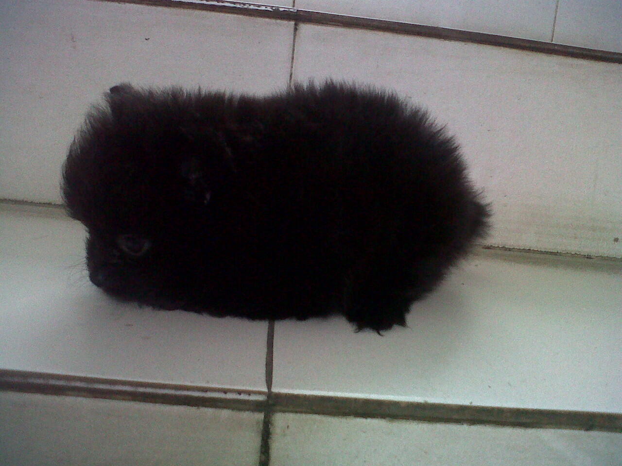 minipom jantan allblack "langka" pesek,body short/ceper,bulu kapas glamour