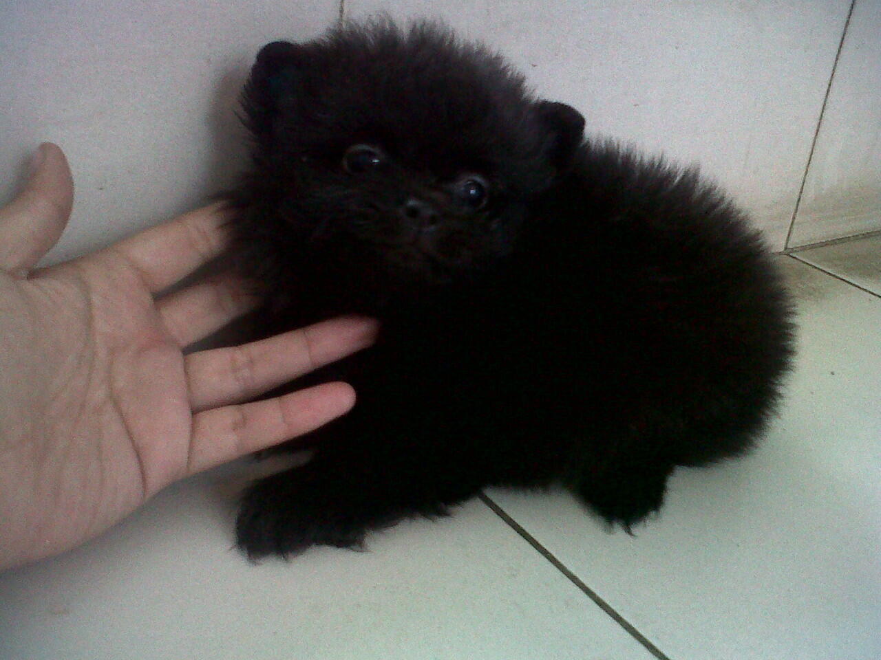 minipom jantan allblack "langka" pesek,body short/ceper,bulu kapas glamour