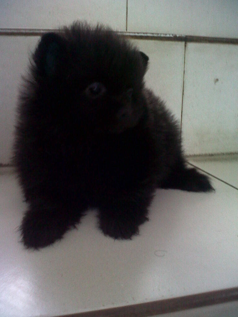 minipom jantan allblack "langka" pesek,body short/ceper,bulu kapas glamour