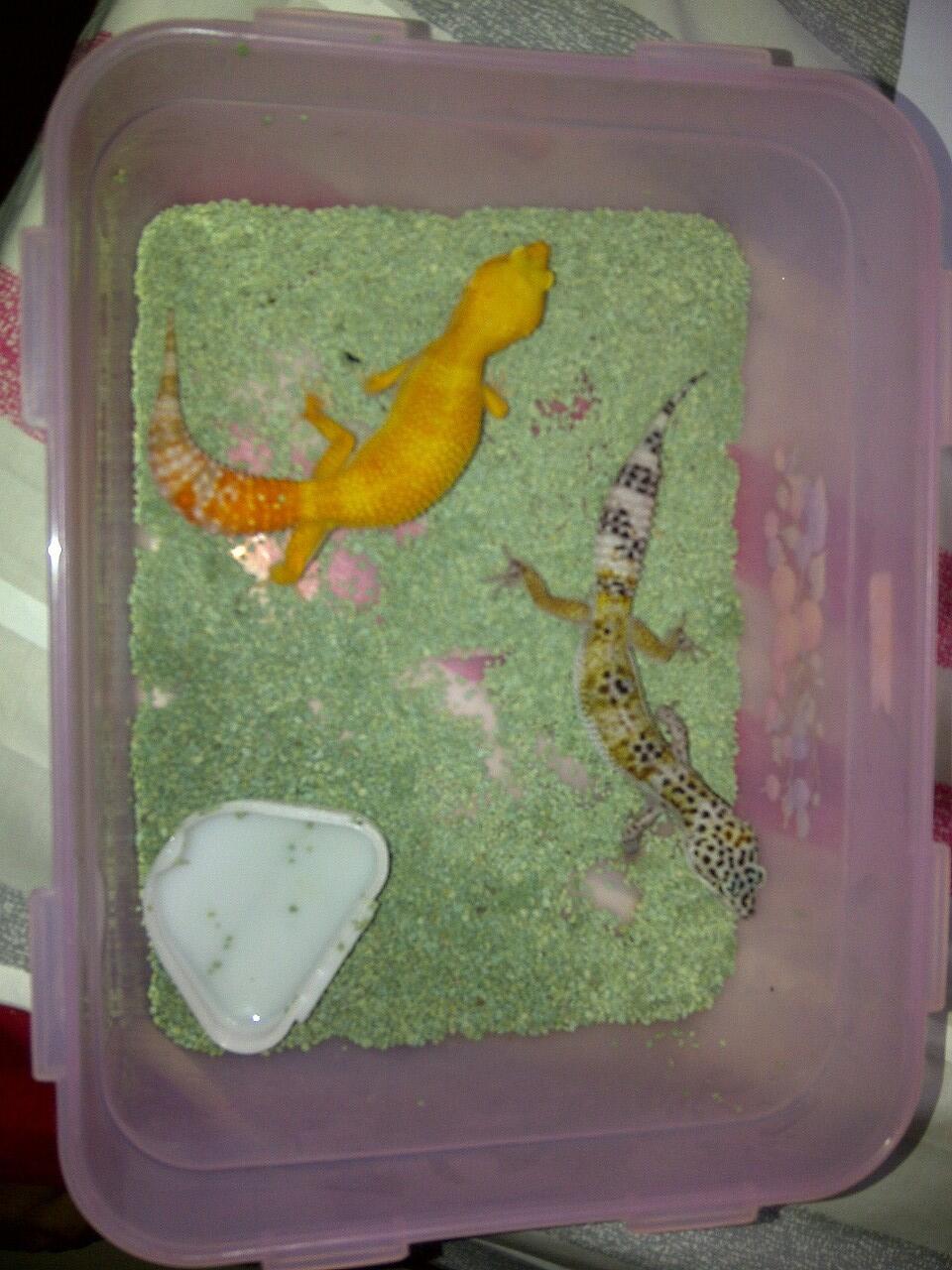 WTS sepasang gecko murmer hehe