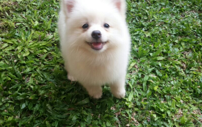 Jual anakan minipom White SUPER CUTE!!
