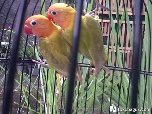 Lovebird Pastel Hijau/ Marimas/ Pasjo