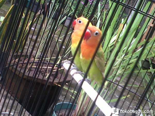 Lovebird Pastel Hijau/ Marimas/ Pasjo