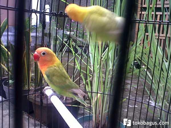 Lovebird Pastel Hijau/ Marimas/ Pasjo