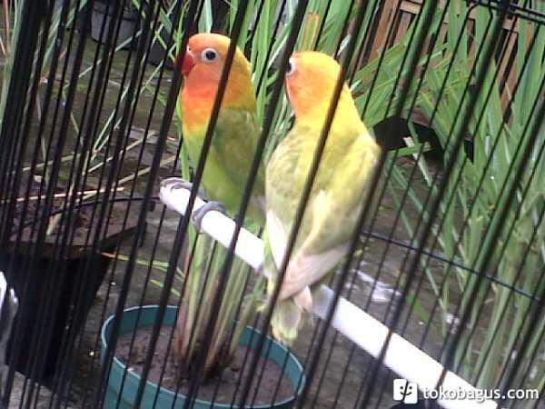 Lovebird Pastel Hijau/ Marimas/ Pasjo
