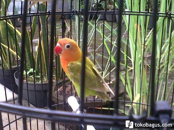 Lovebird Pastel Hijau/ Marimas/ Pasjo
