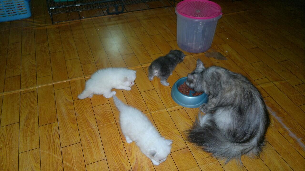Borongan Kucing Persia 6 ekor - Cilacap