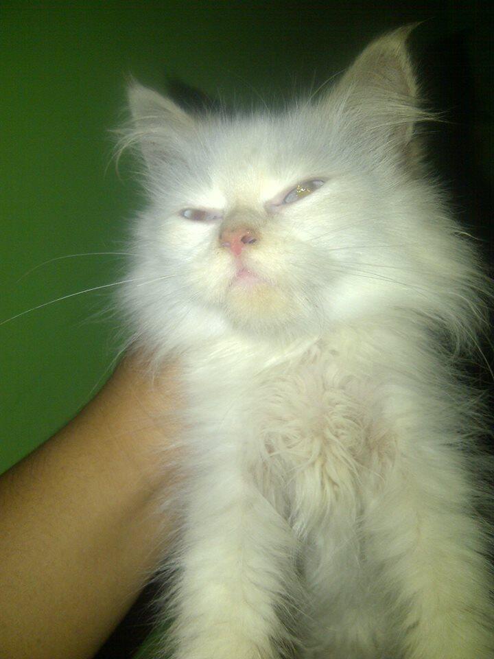 Borongan Kucing Persia 6 ekor - Cilacap