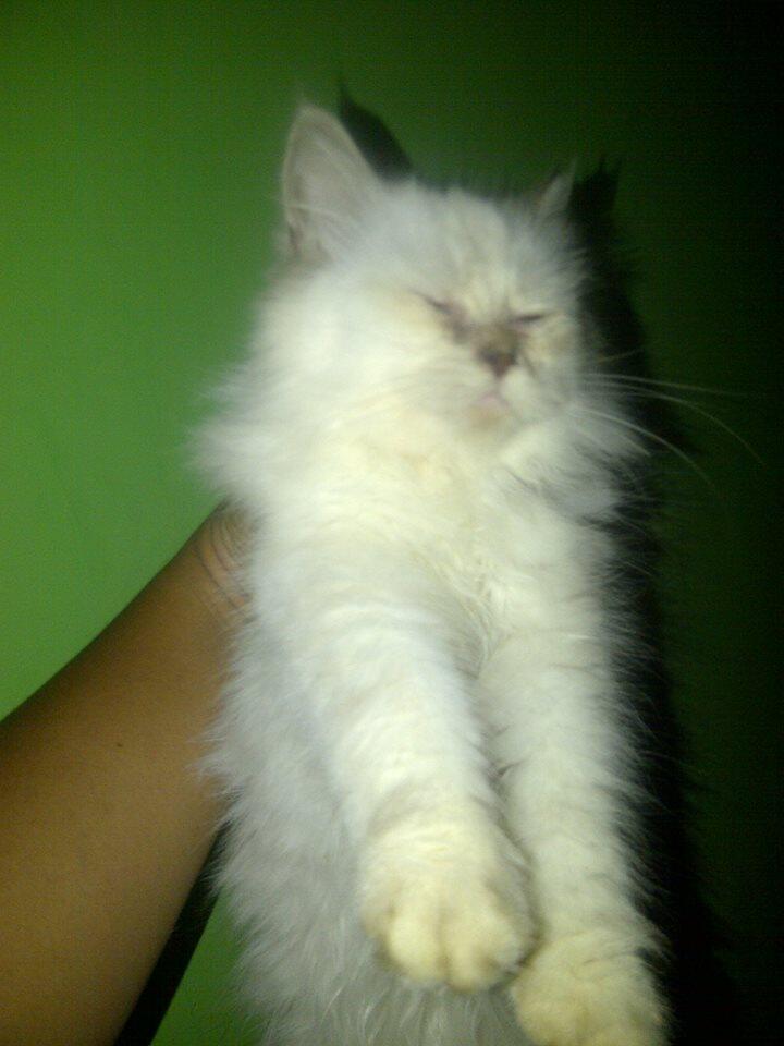 Borongan Kucing Persia 6 ekor - Cilacap