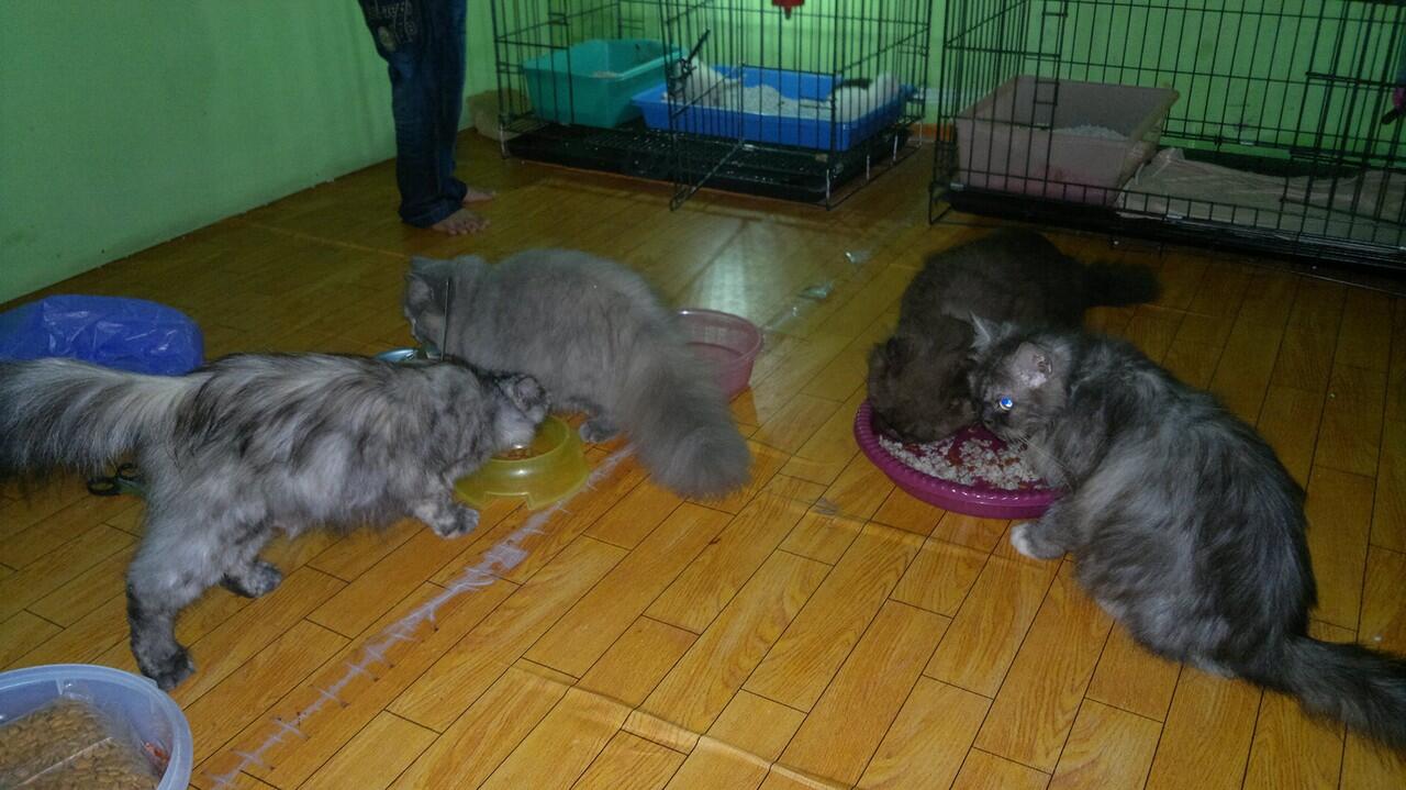 Borongan Kucing Persia 6 ekor - Cilacap