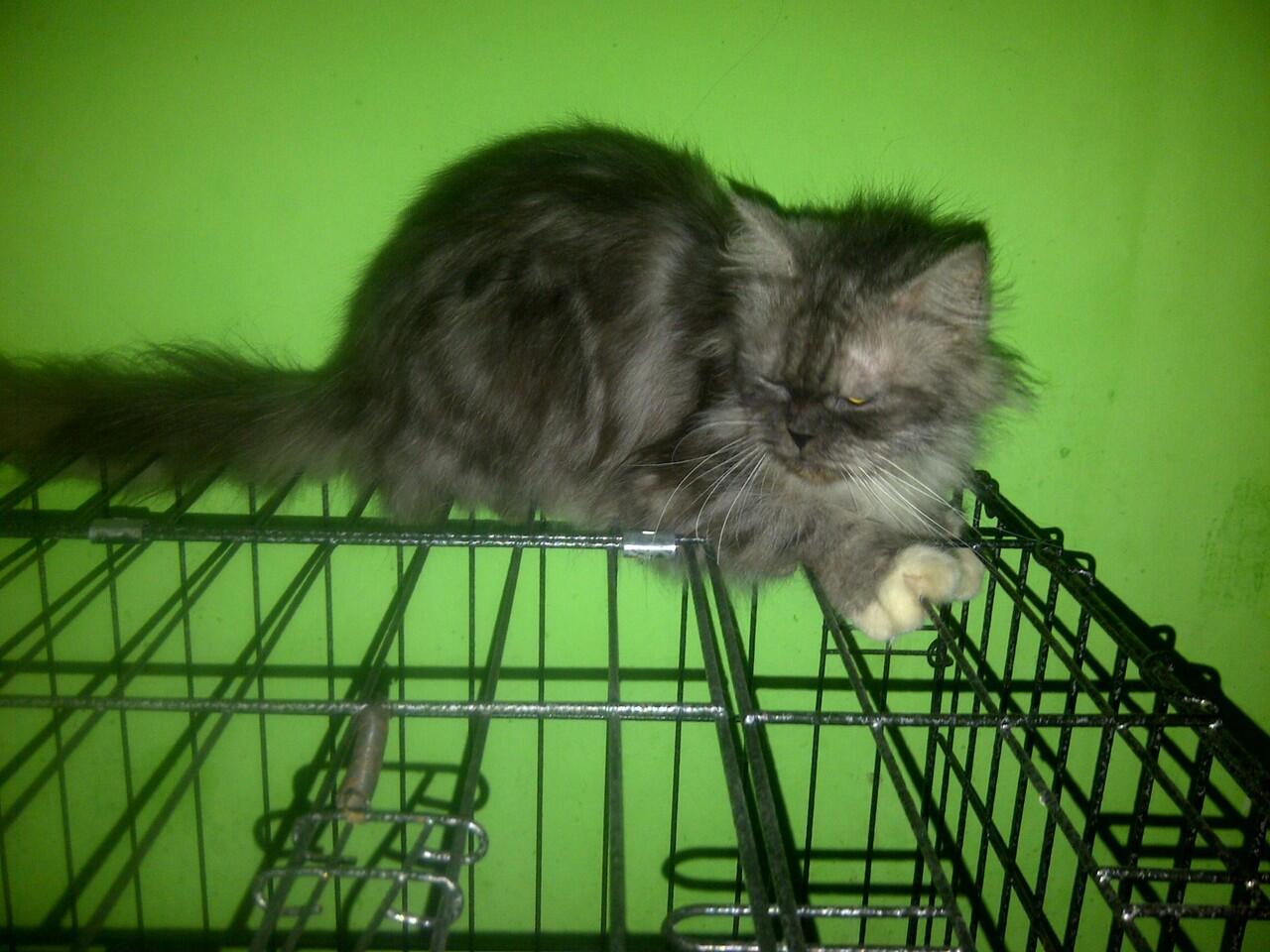 Borongan Kucing Persia 6 ekor - Cilacap