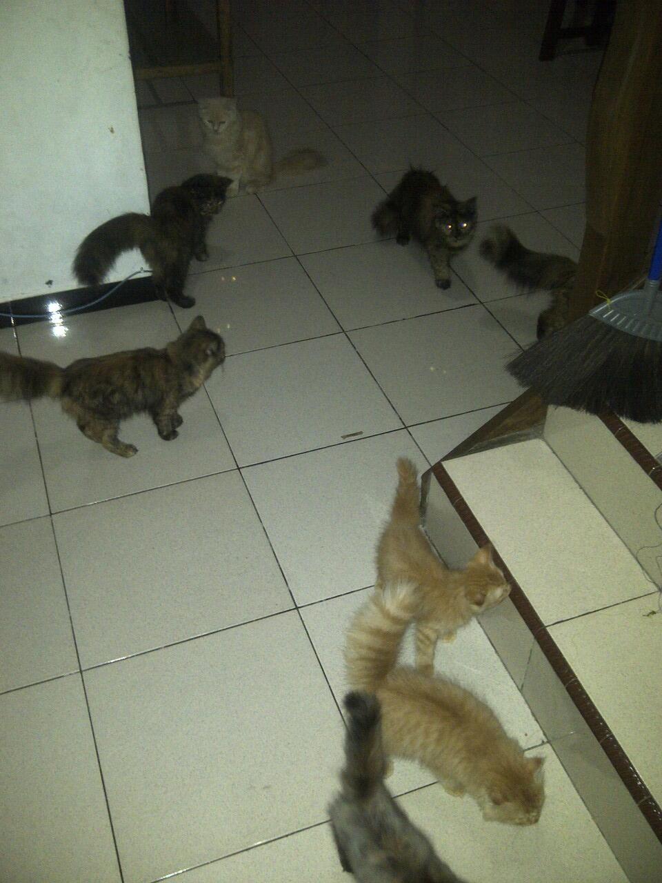Kucing Persia Murah Banget - Cilacap