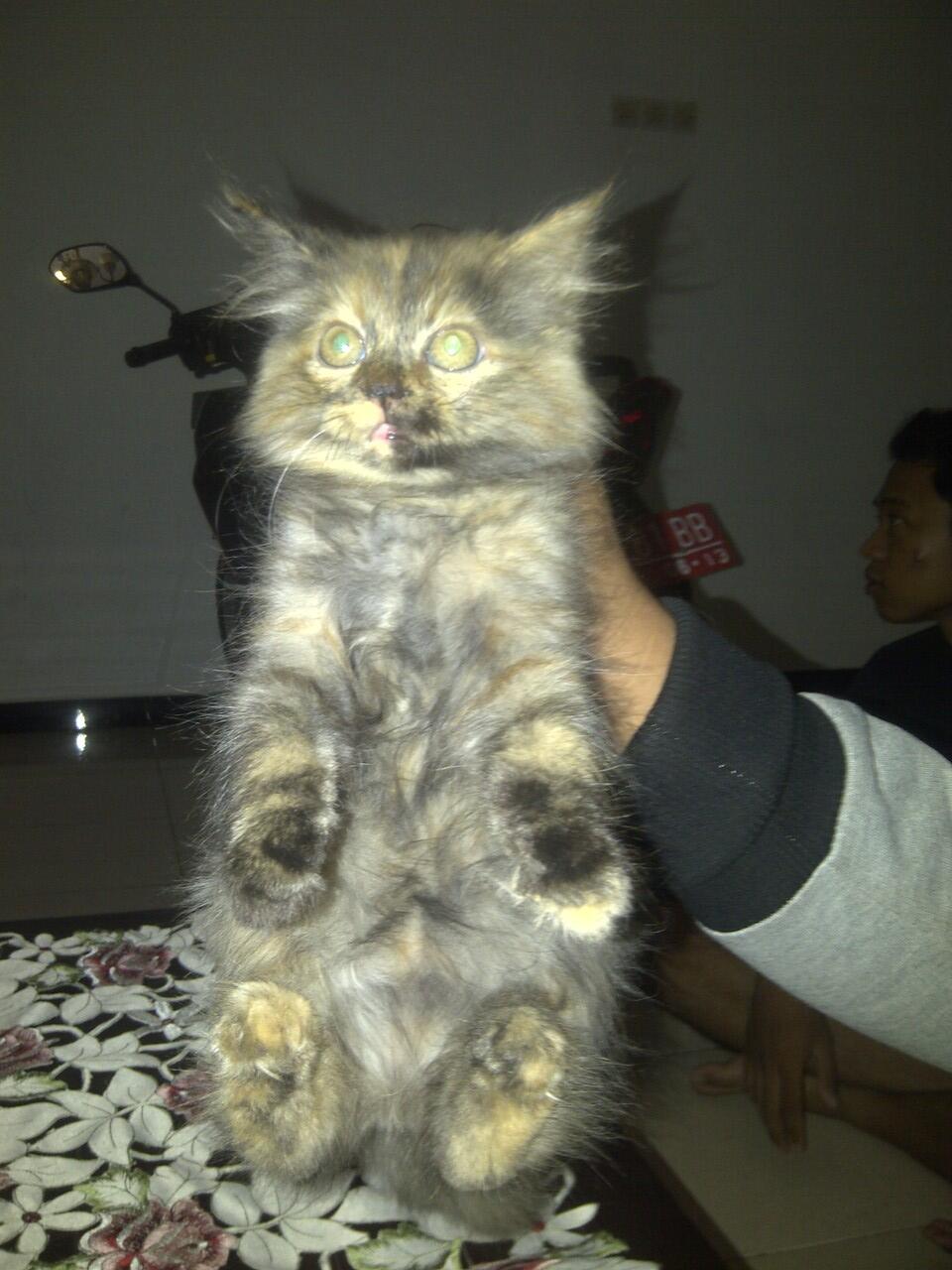 Kucing Persia Murah Banget - Cilacap