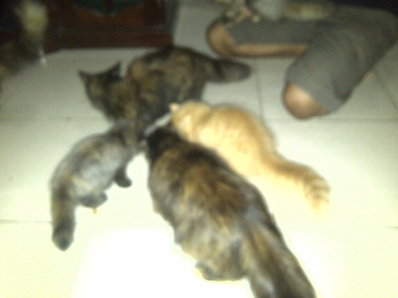 Kucing Persia Murah Banget - Cilacap