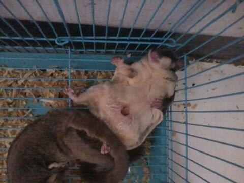 Jual Sugar Glider Betina Jinak Lemot
