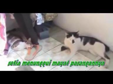 kisah nyata kesetiaan kucing kepada pasangannya yang sudah meninggal
