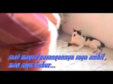 kisah nyata kesetiaan kucing kepada pasangannya yang sudah meninggal
