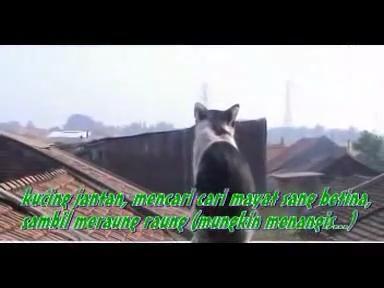 kisah nyata kesetiaan kucing kepada pasangannya yang sudah meninggal