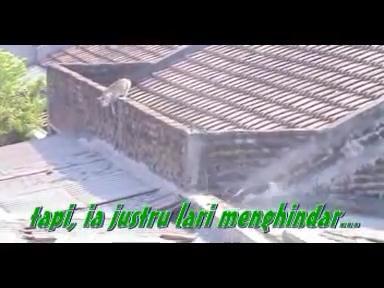 kisah nyata kesetiaan kucing kepada pasangannya yang sudah meninggal