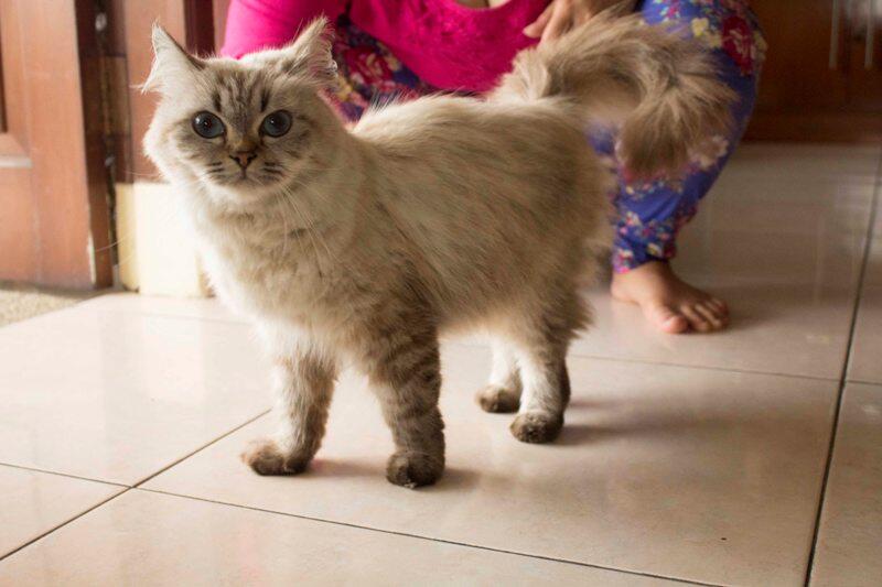 Indukan Persia Betina