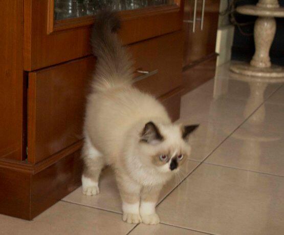 Kitten Persia Himalayan Jakarta