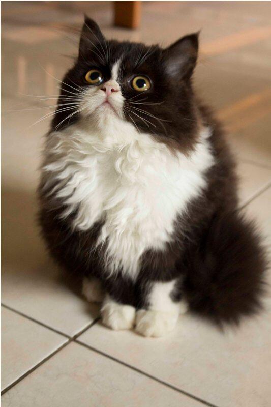 Kitten Persia Himalayan Jakarta