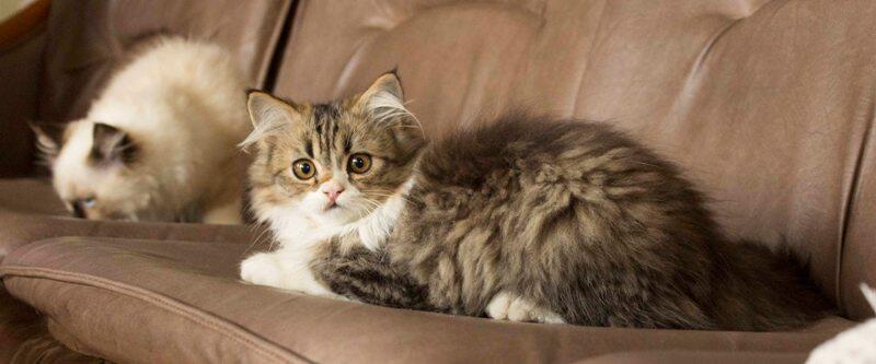 Kitten Persia Himalayan Jakarta