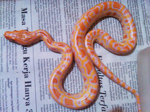 Molu Albino Baby Mantap