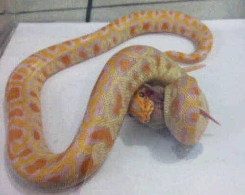 Molu Albino Baby Mantap