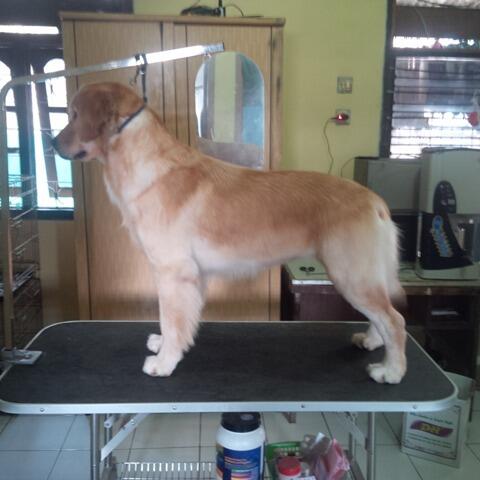 Golden Retriever Betina Anak Snow,no.1 Golden Indonesia