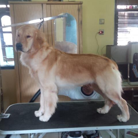 Golden Retriever Betina Anak Snow,no.1 Golden Indonesia