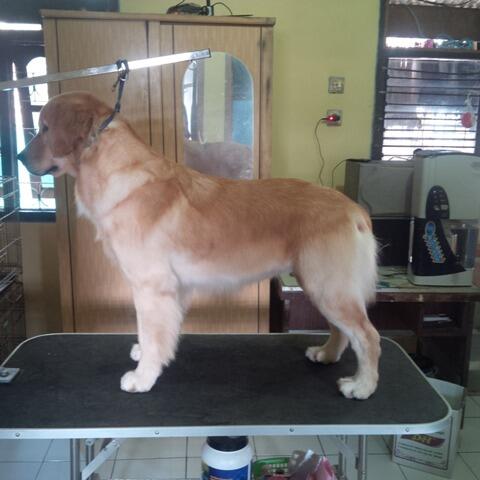 Golden Retriever Betina Anak Snow,no.1 Golden Indonesia
