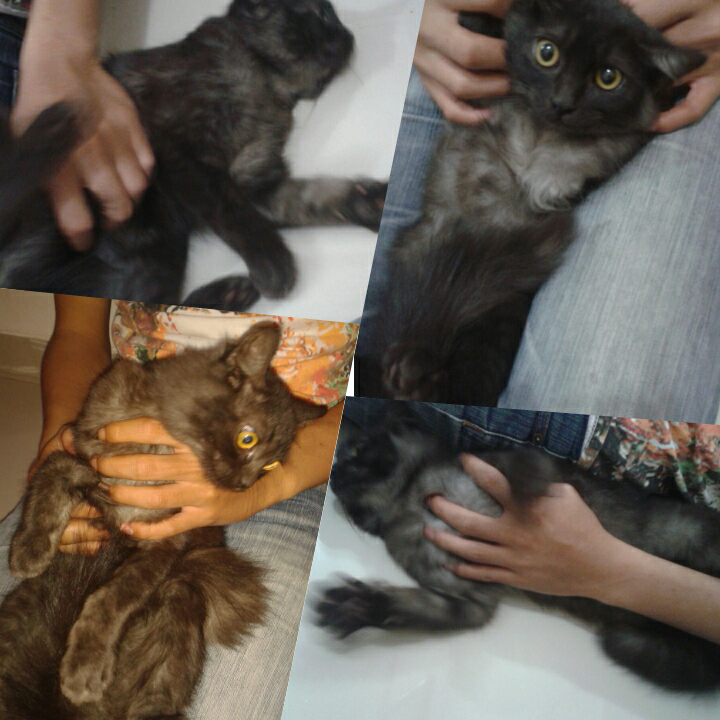 PEESIA MEDIUM BLACK KITTEN
