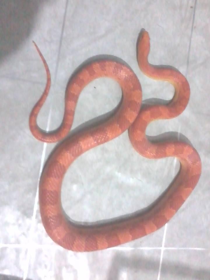 Jual corn snake