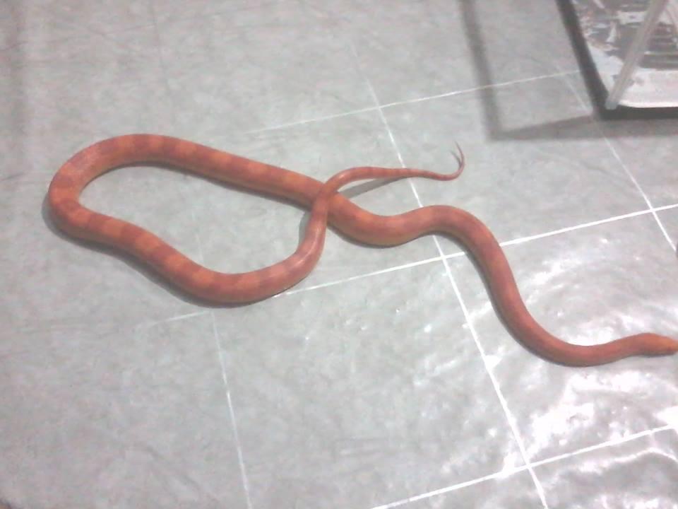 Jual corn snake