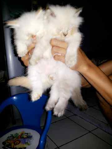 WTS Kucing Himalayan Kitten