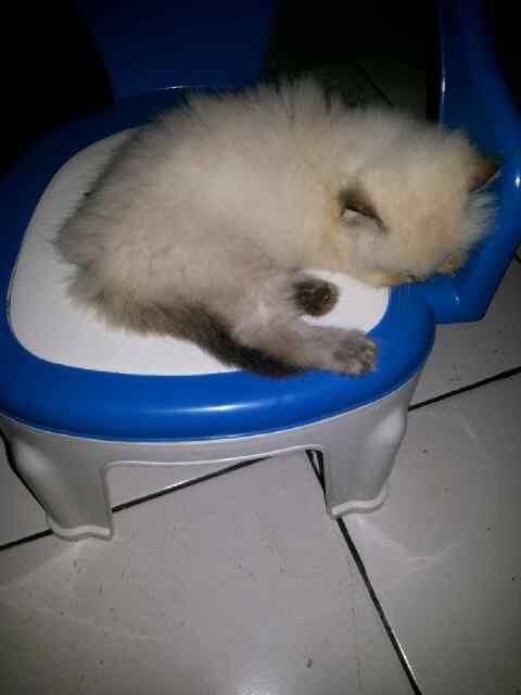 WTS Kucing Himalayan Kitten