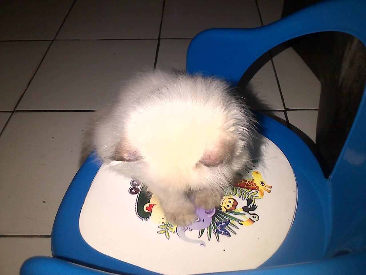 WTS Kucing Himalayan Kitten