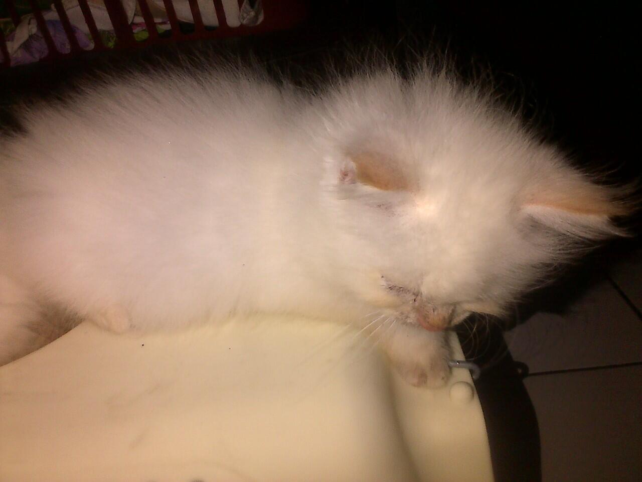 WTS Kucing Himalayan Kitten