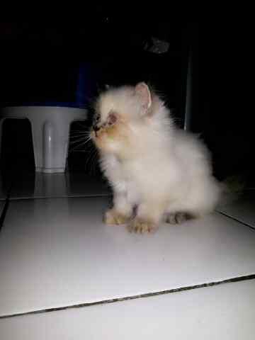 WTS Kucing Himalayan Kitten