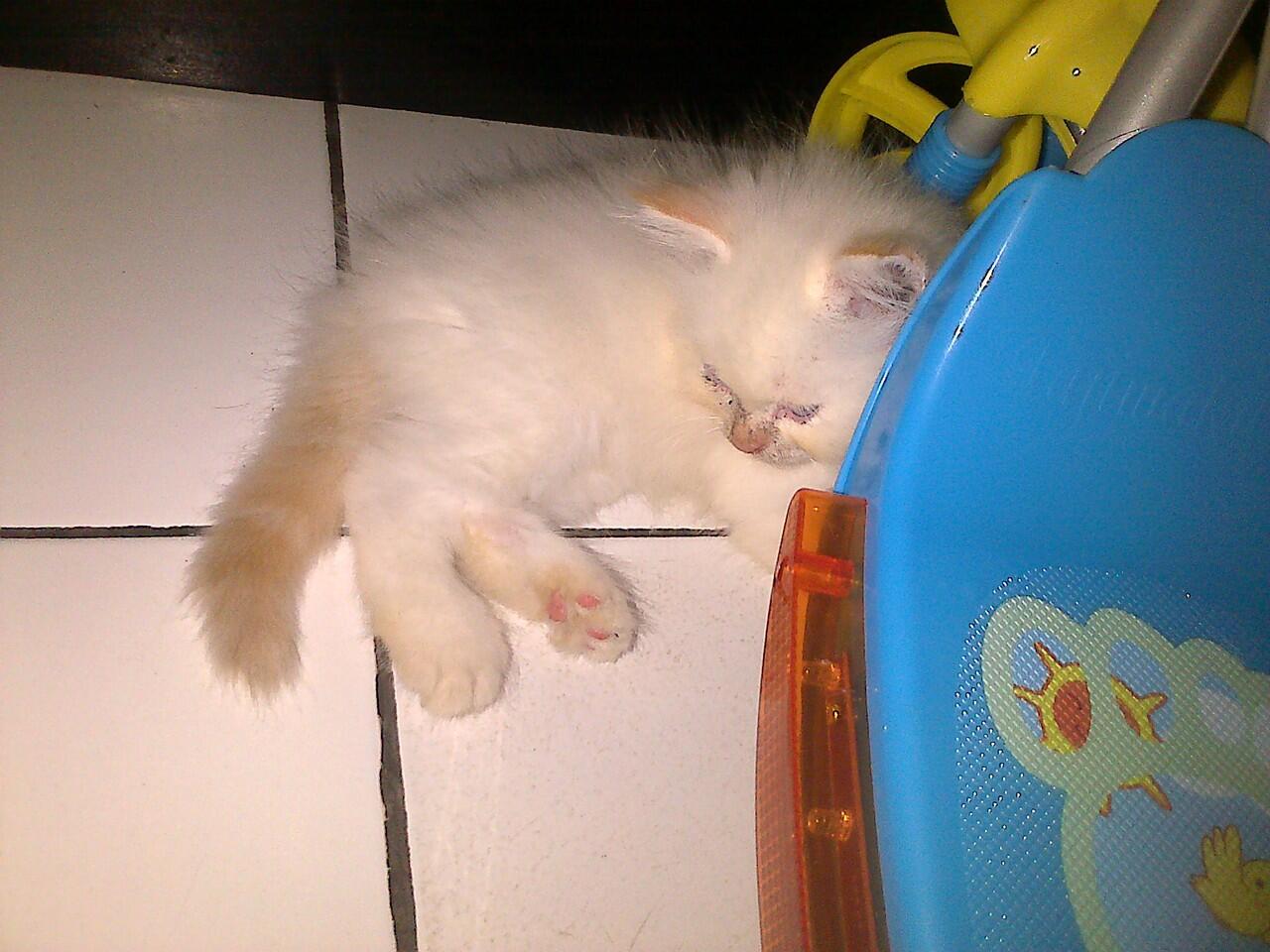 WTS Kucing Himalayan Kitten
