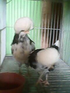 Anakkan Ayam Poland Super Keturunan Ningrat/Unggulan Umur 3Bln