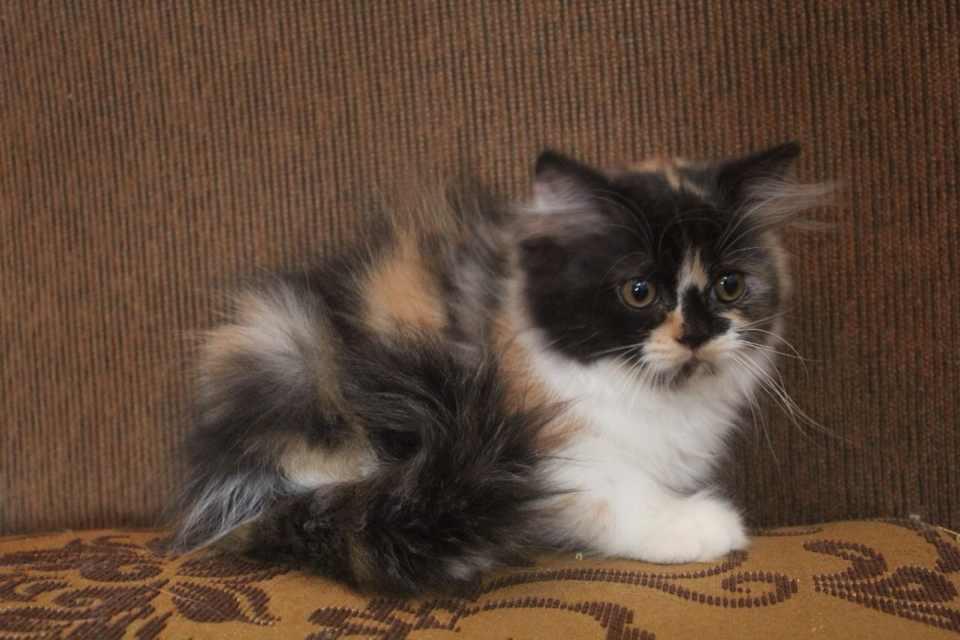 siap diadopsi kucing persia calico medium