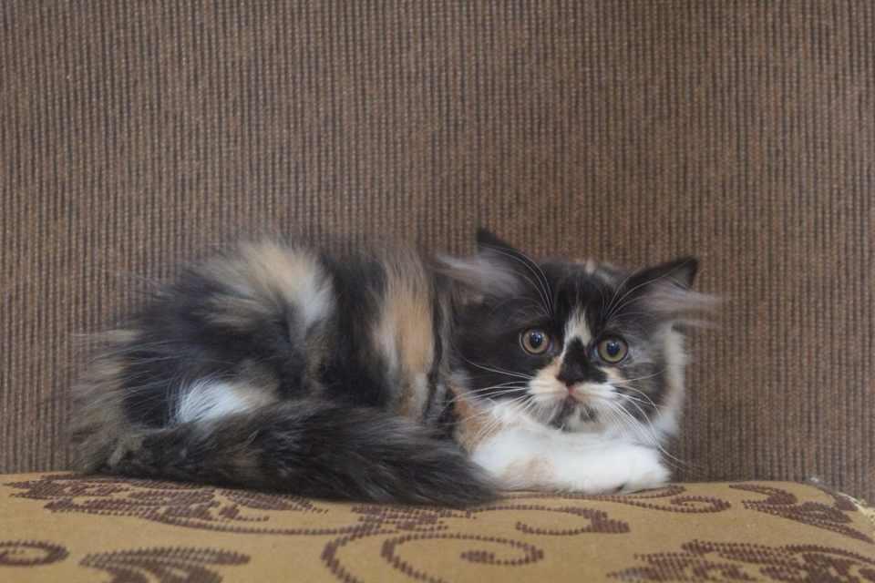 siap diadopsi kucing persia calico medium