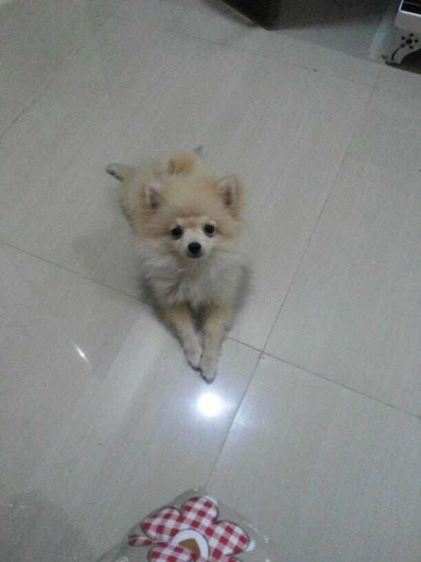 ANJING MINIPOM