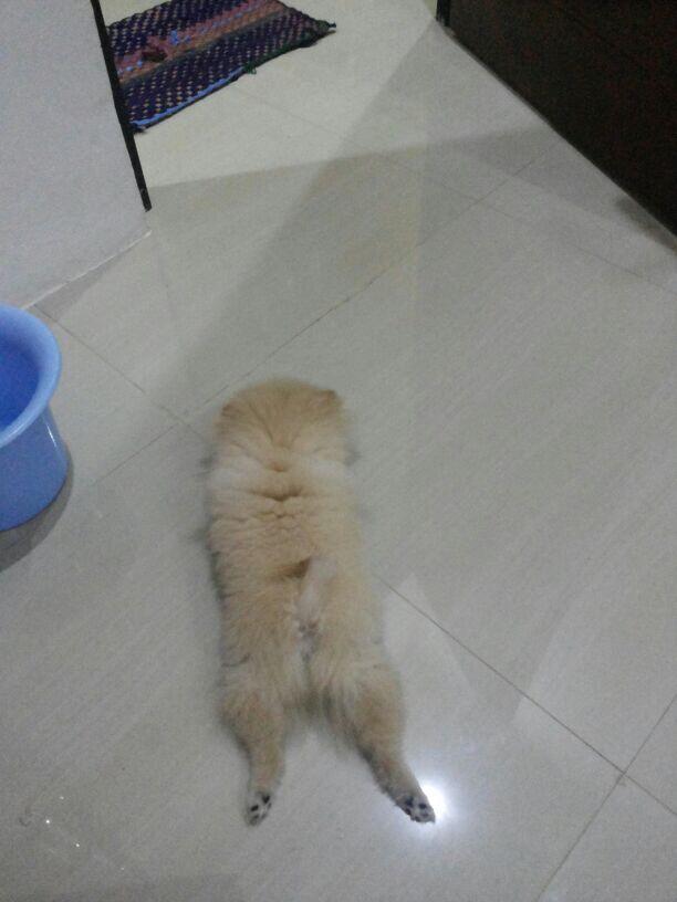 ANJING MINIPOM